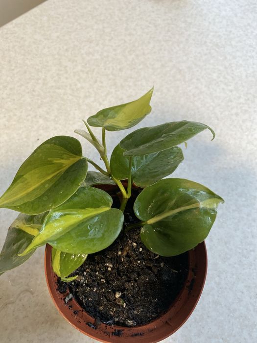 Філадендрон Бразіл , епіпремнум Неон