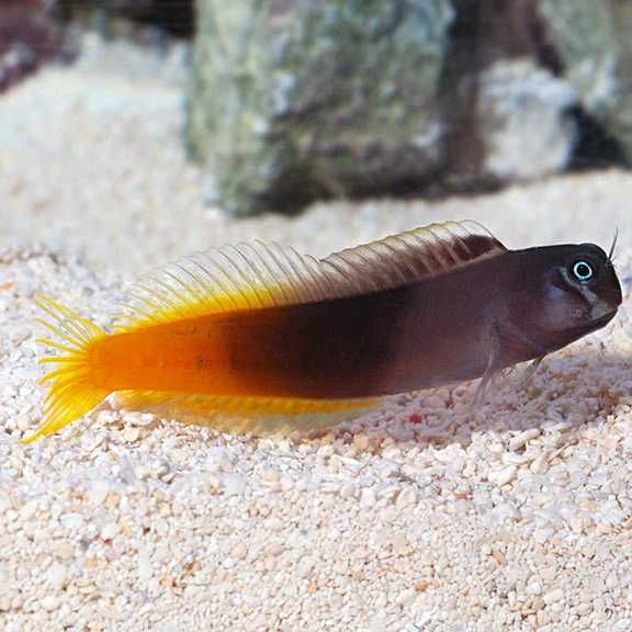 Ecsenius pulcher Red Tail – blenny czerwonogonowy 5 cm | ryba morska