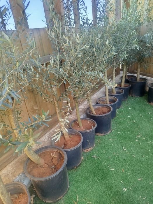 Oliveiras de ornamentação