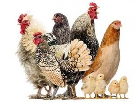 Інкубаційне яйце м'ясо-яєчного направлення кучінська бройлери