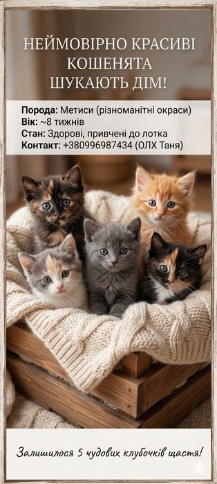 Британські та шотландські котята