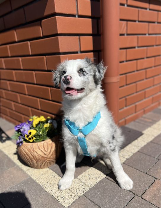 Border Collie - blue merle