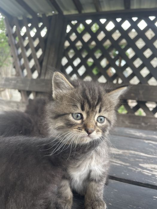 Котики. Кошенята. Кіт.