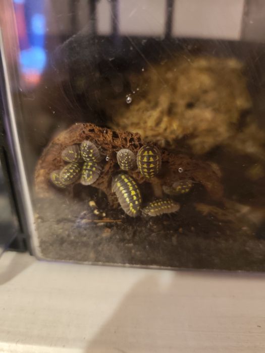 Izopod Armadillidium gestroi 10 sztuk