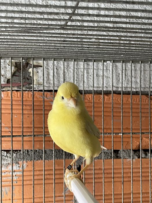 Canário-Belga  Amarelo