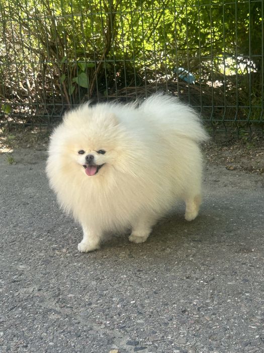Sprzedam suczke rasy pomeranian