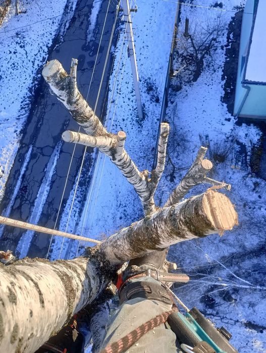 Професійне обрізання аварійних дерев