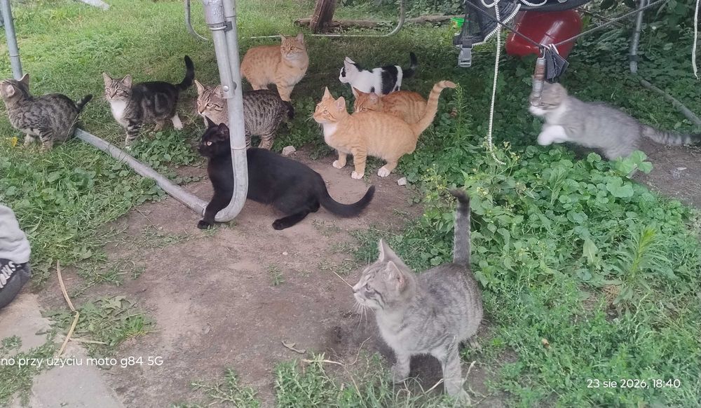 Oddam koty odkarmione nie potrzebują matki