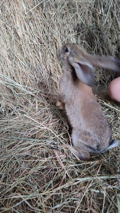 Кролі кролики декілька порід