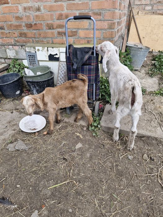 кози нубійські козеньта