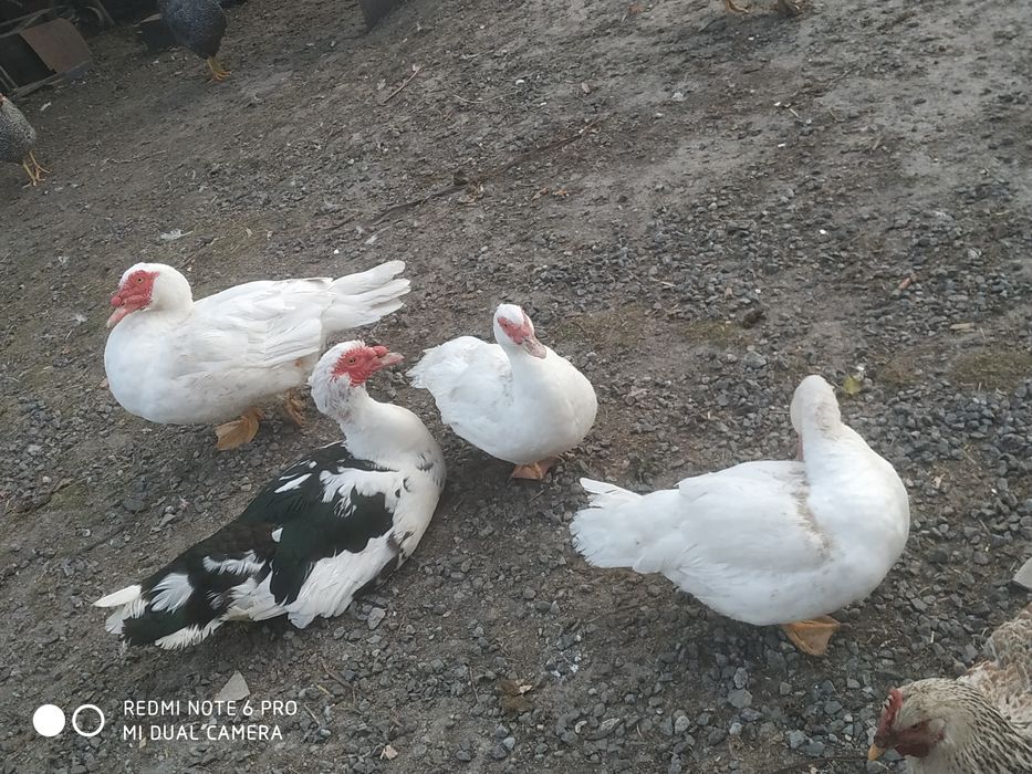 Шипуни на розвід