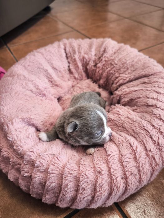 Machinho Chihuahua