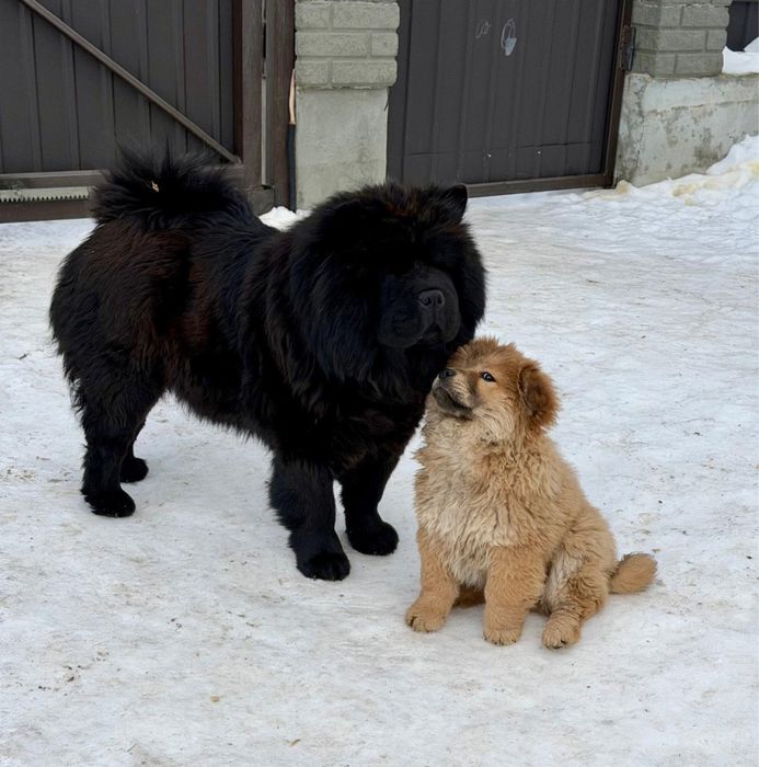 Чау чау цуценята , 3 місяці , дівчинка