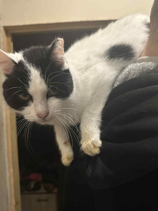 Kotka Niusia szuka domu, kocha pieski i kotki