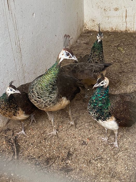 Pavões 2025 para venda em conjunto ou separado