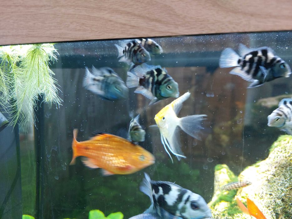 рыбки аквариумные цихлиды: попугай синий тигр юлидохромис  голубой Аки