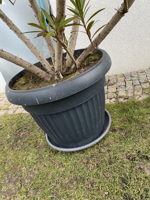 Duży oleander ciemny róż