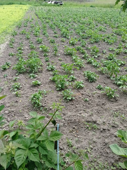 Доглянута садиба в передмісті Чернігова. Село Деснянка.