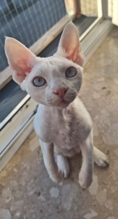 Devon rex kocurek gotowy do nowego domku