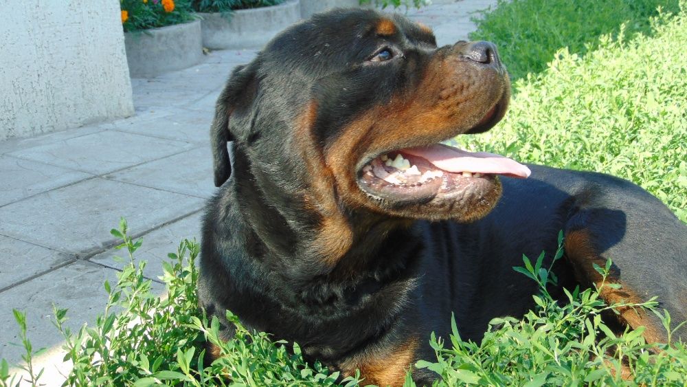 Ротвейлер вязка 4000 грн