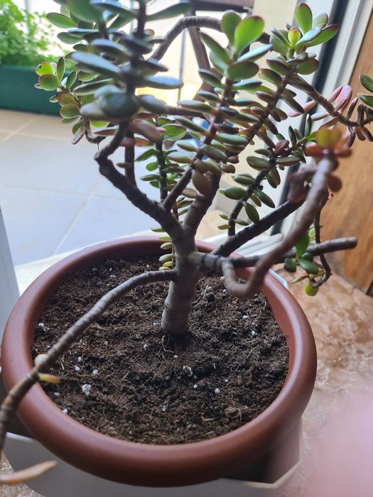 Planta de Jade (Crassula Ovata)