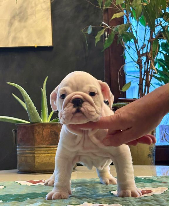 Buldog Angielski - piesek