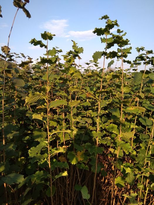 Саджанцi фундука.