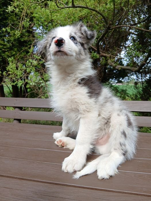 Border collie blue merle