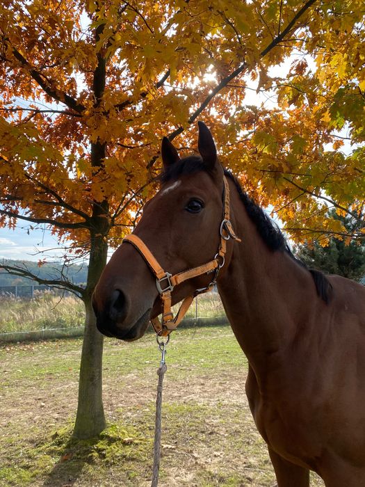 Kochany wałach wielkopolski, 6 letni misiek