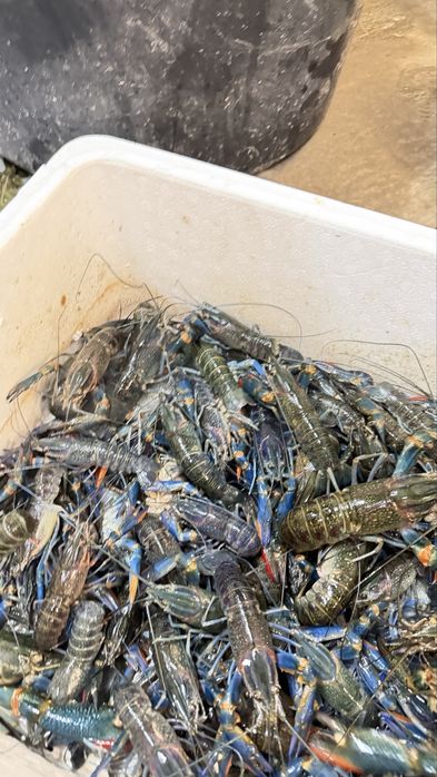 Мальок Австралійського рака•Екскурсії з дегустацією  на аквафермі.