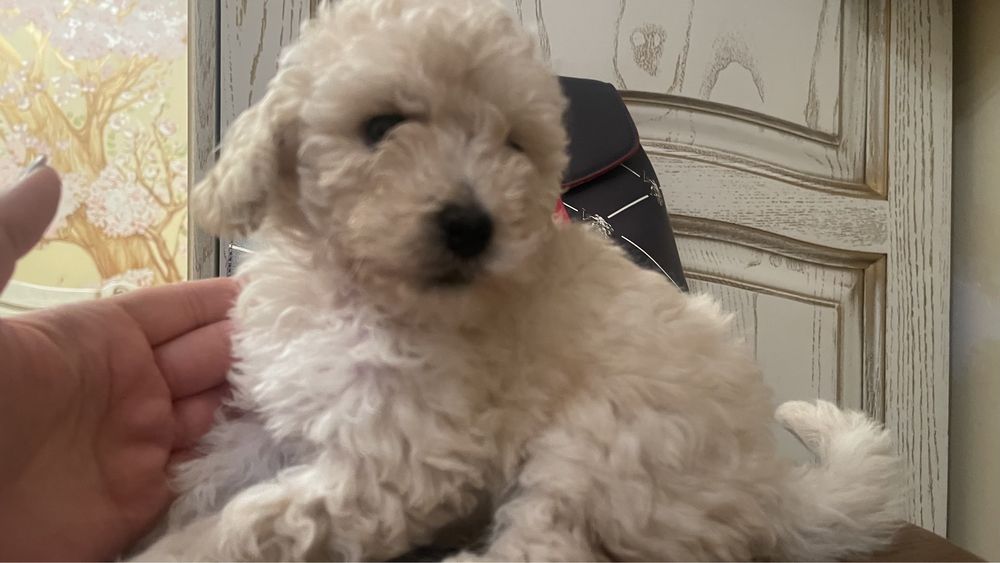 той  пудель  беби фейс цуценята