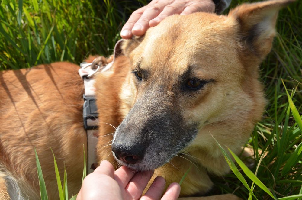 Irys wrażliwiec, który nie potrafi się zareklamować, cudowny - do  adopcji.