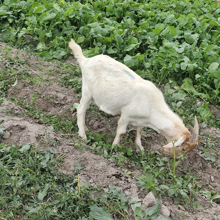 Chibos cruzados Boer com saanen