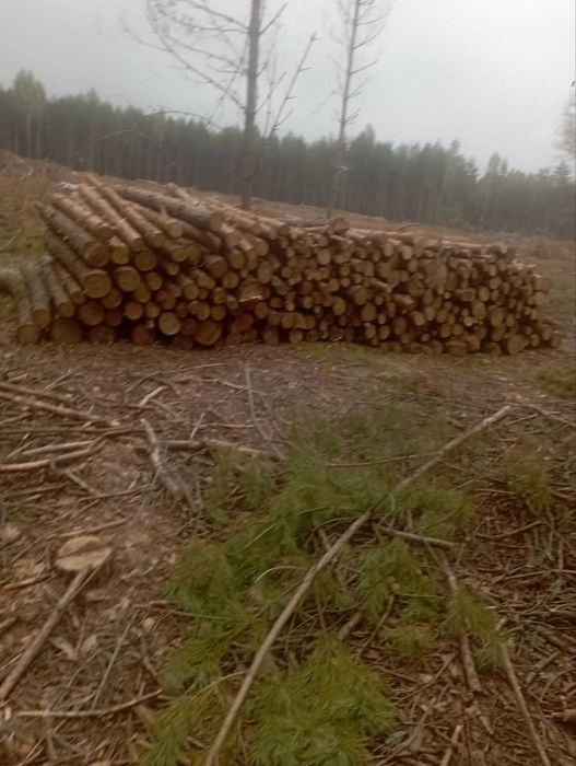 Продам круглі та колоті дрова (сосна, береза, вільха, акація, дуб, осика) 0,3м - 2м
