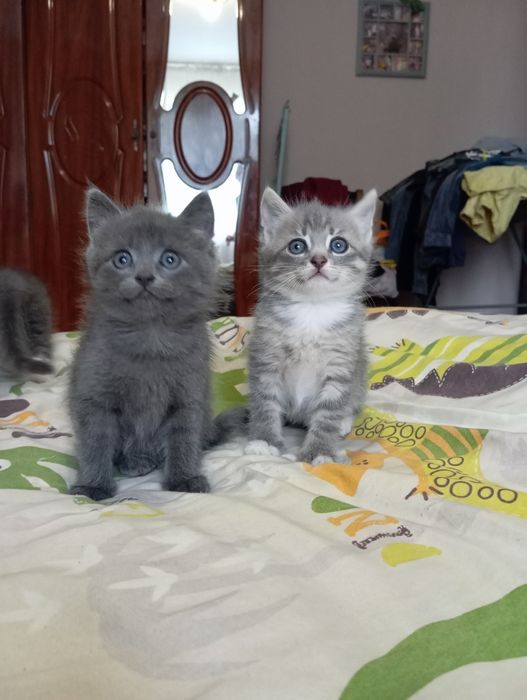 шукаємо домівку кошенятам