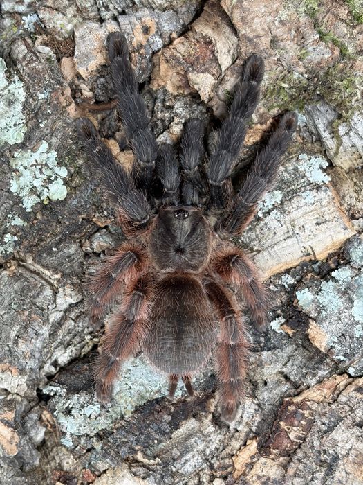 Pająk ptasznik Psalmopoeus victori