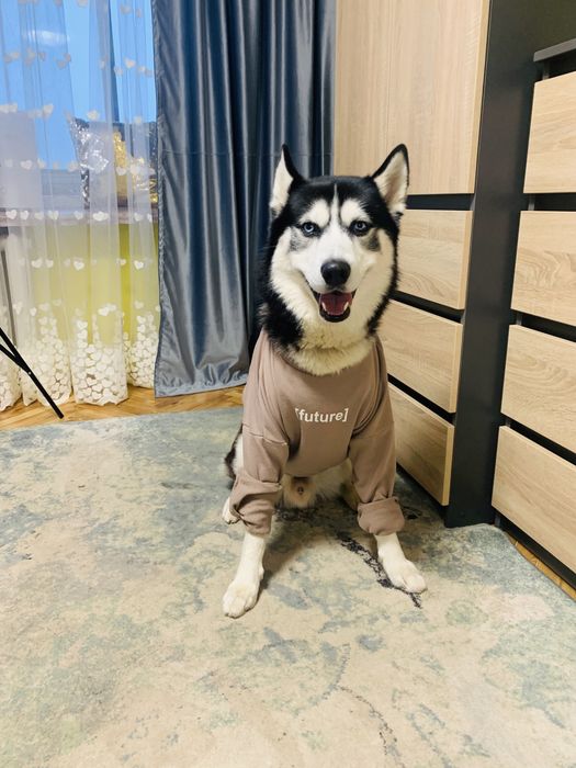 Хаскі в‘язка (красивий та розумний Самурай)