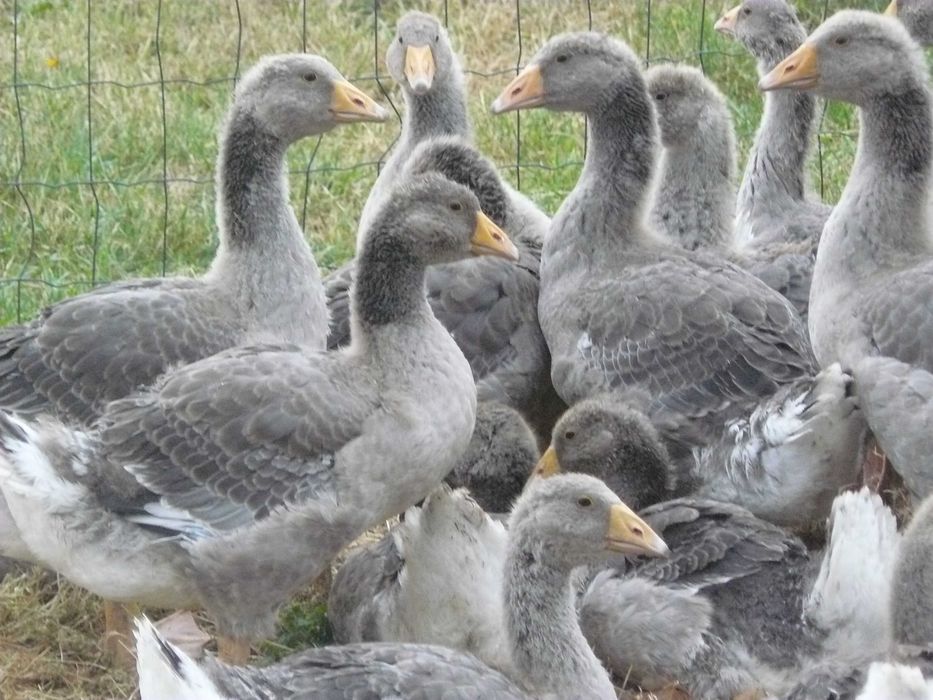 Kury nioski ,Gęsi , perliczki brojlerowe ,kaczki   Pekin .