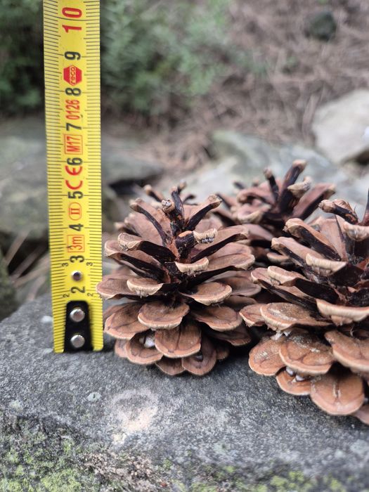 Szyszki sosnowe tegoroczne 6-9cm wysokości