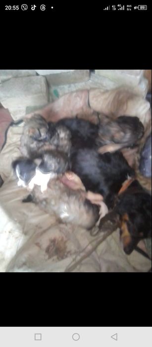 Віддам цуциків гарнюнькі грайливі в добрі ручки