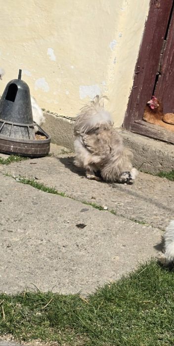 Kury  ozdobne  silki USA