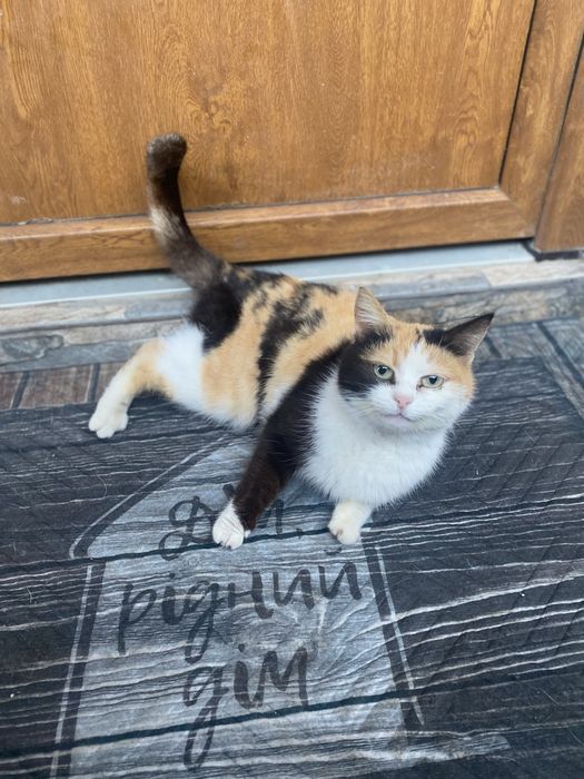 Ласкава триколірна кішечка шукає дім, стерелізована