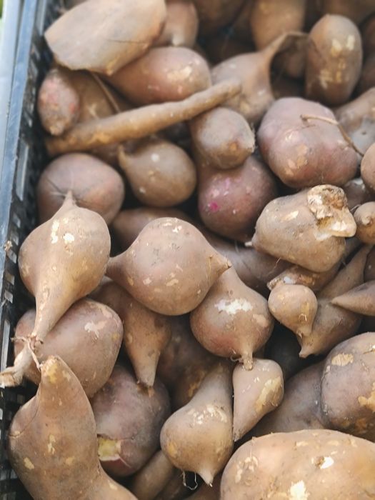 Rizomas batata yacon