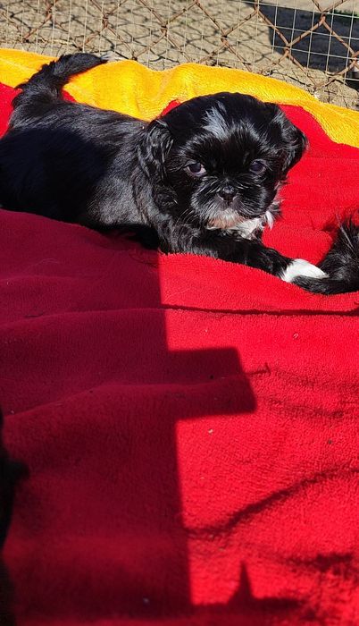 Shih tzu  gotowa