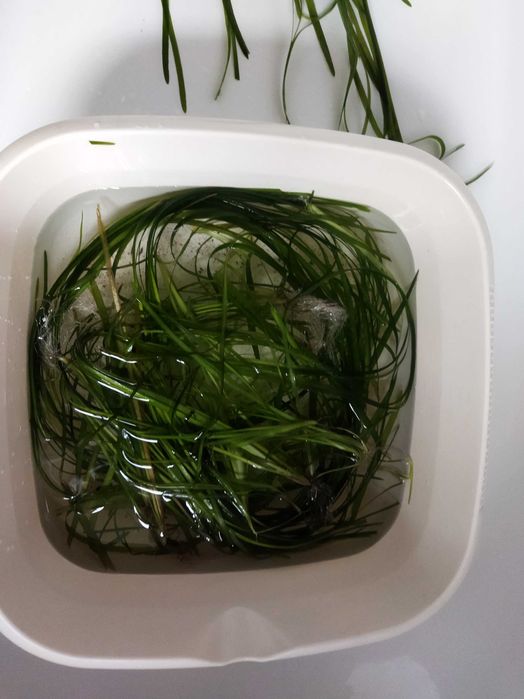 Roślinki akwariowe ,,Nurzaniec''