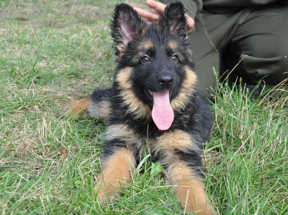 Цуценята німецької вівчарки KIRA-DOG довгошерсті та середньошерсті