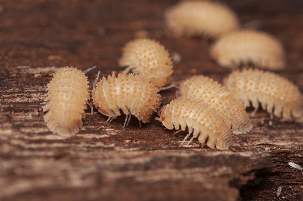 Isopody Cristarmadillidium muricatum kulanki