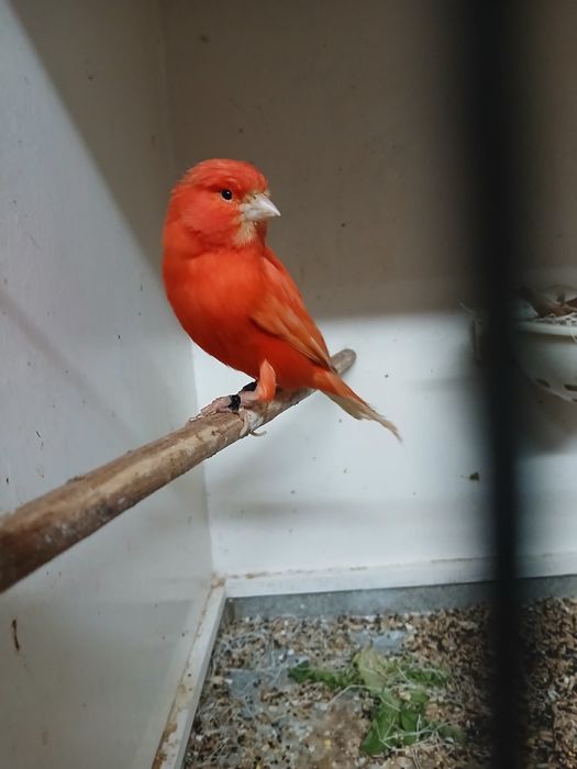 Sprzedam kanarki mlode