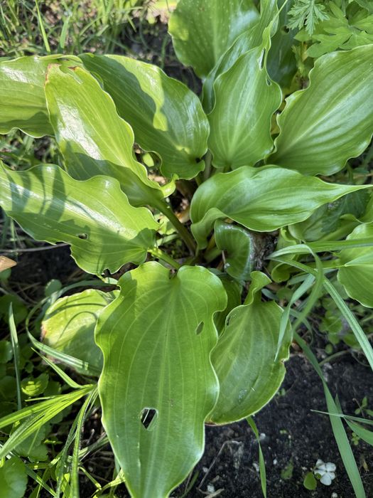 Hosta funkia roslina ogrodowa