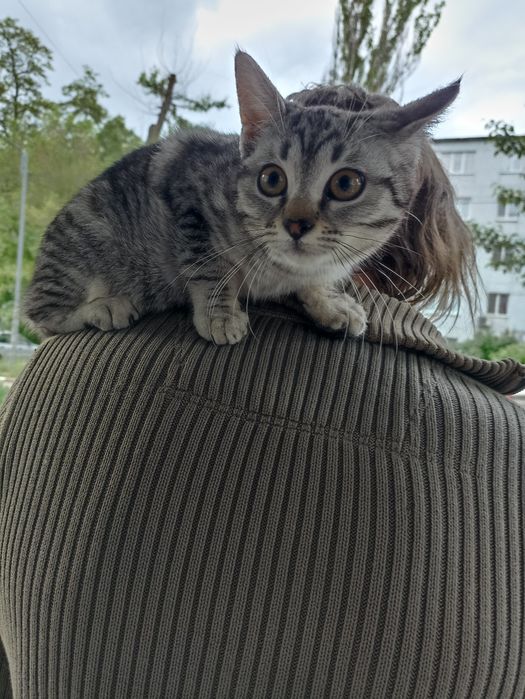 Кошенята шукають родину